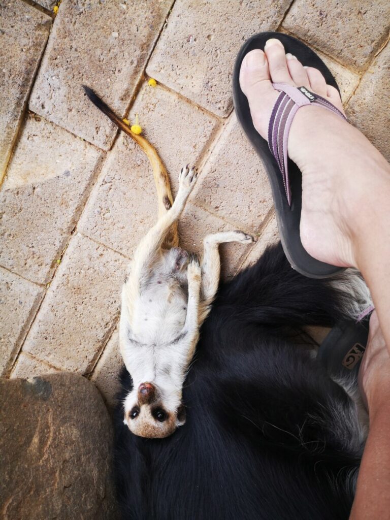 Tame orphaned Meerkat at Quivertree Forest Rest Camp