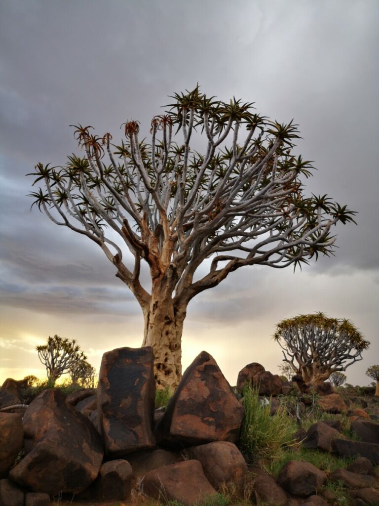 Visit the Unique Quivertree Forest and Giant's Playground - Keetmanshoop, Namibia