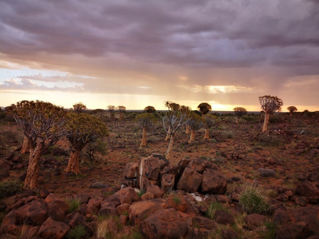 Unieke kokerbomenwoud in Namibie