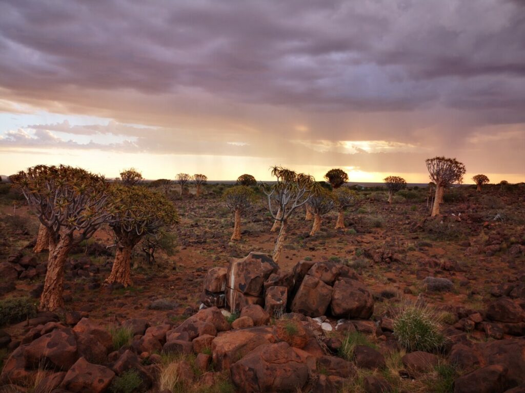 Visit the Unique Quivertree Forest and Giant's Playground - Keetmanshoop, Namibia