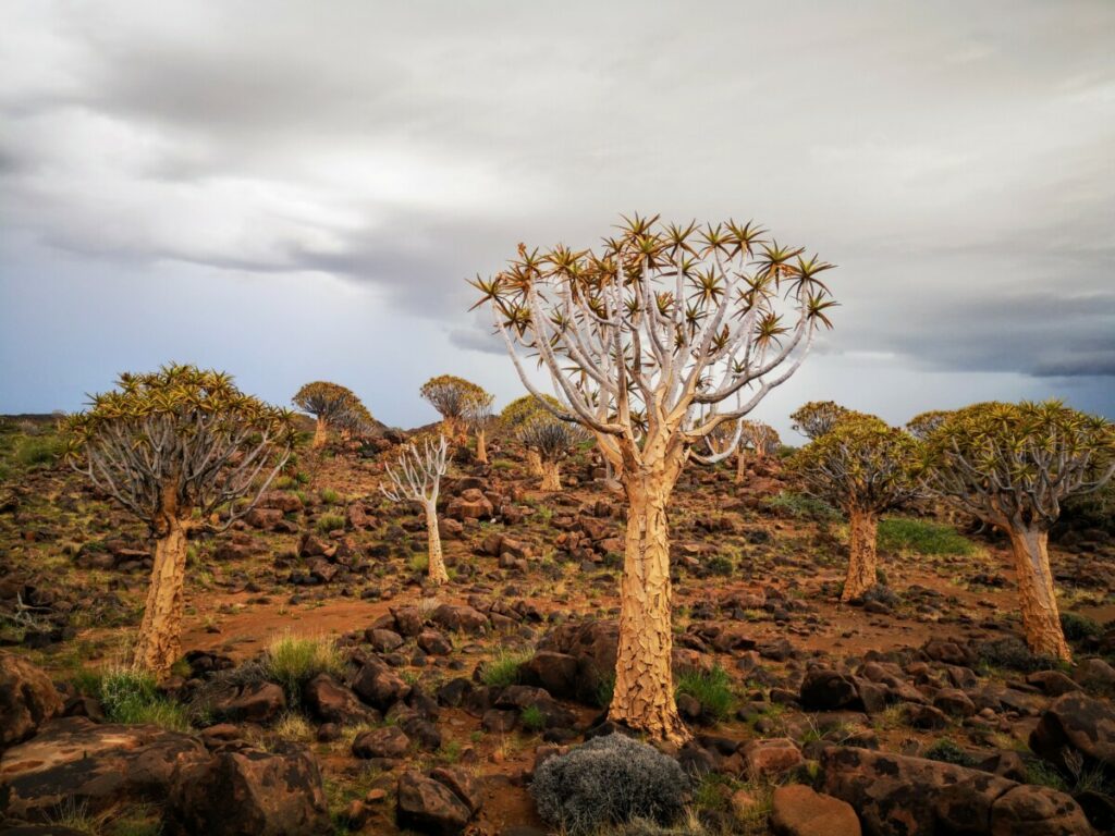 Visit the Unique Quivertree Forest and Giant's Playground - Keetmanshoop, Namibia