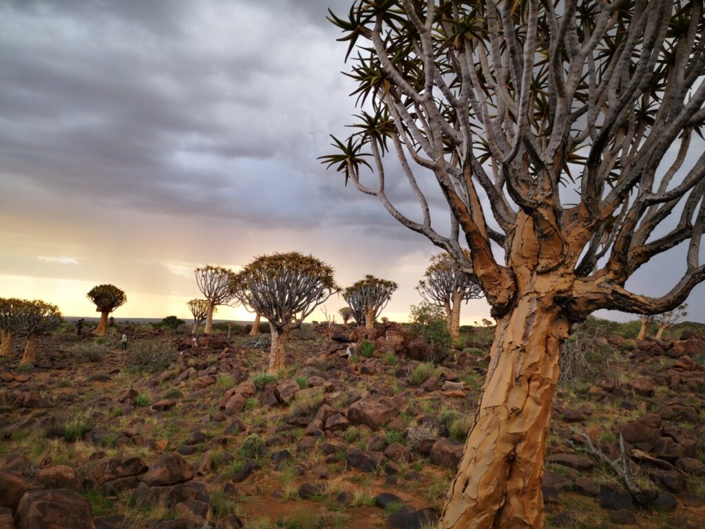 Unieke kokerbomenwoud in Namibie