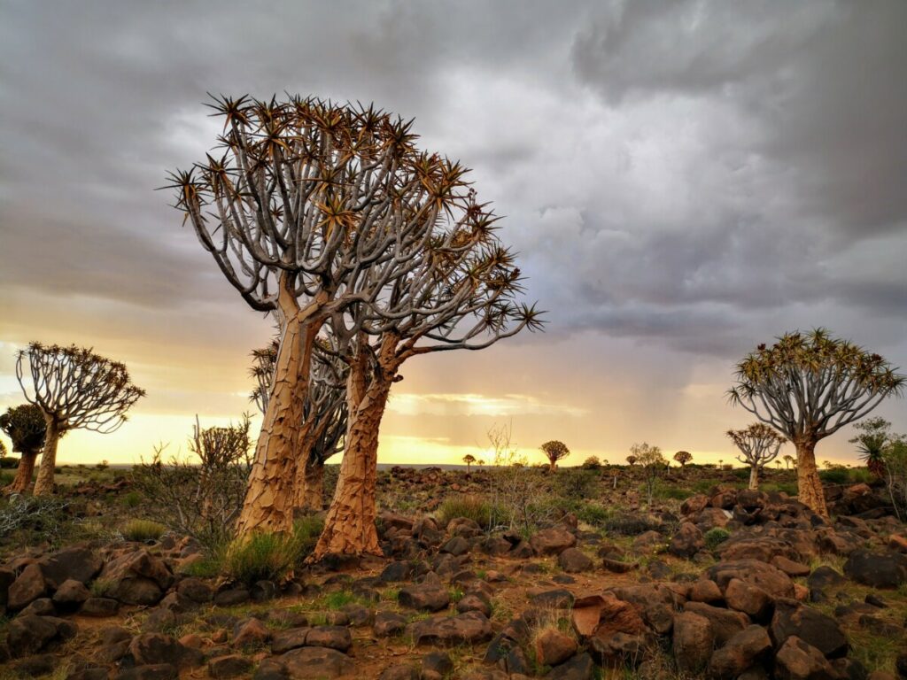 Visit the Unique Quivertree Forest and Giant's Playground - Keetmanshoop, Namibia