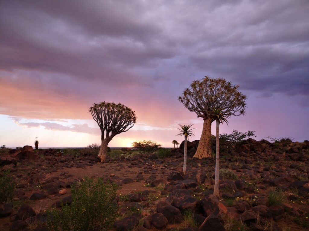 Unieke kokerbomenwoud in Namibie