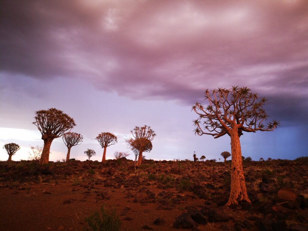 Unieke kokerbomenwoud in Namibie