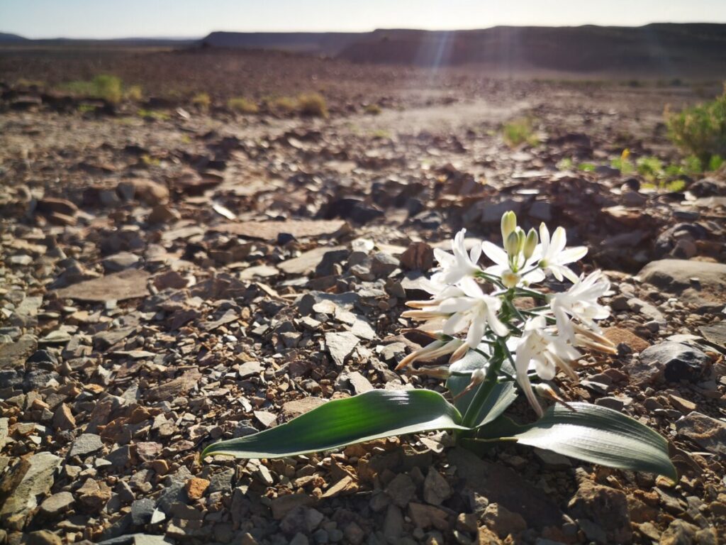 Bike- and hikingtours near Canyon Roadhouse