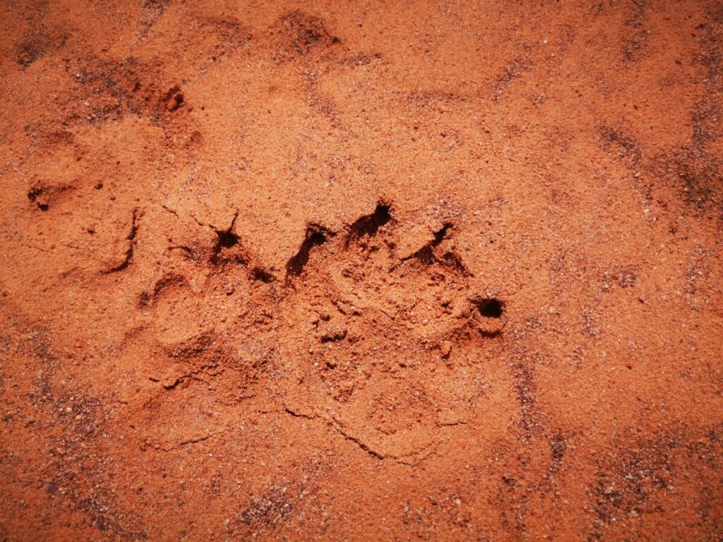 Safari at Waterberg Plateau National Park