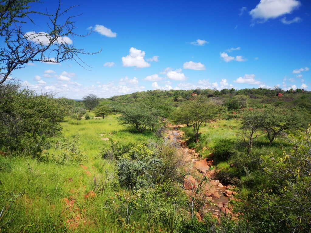 Nature surrouding Waterberg Plateau National Park