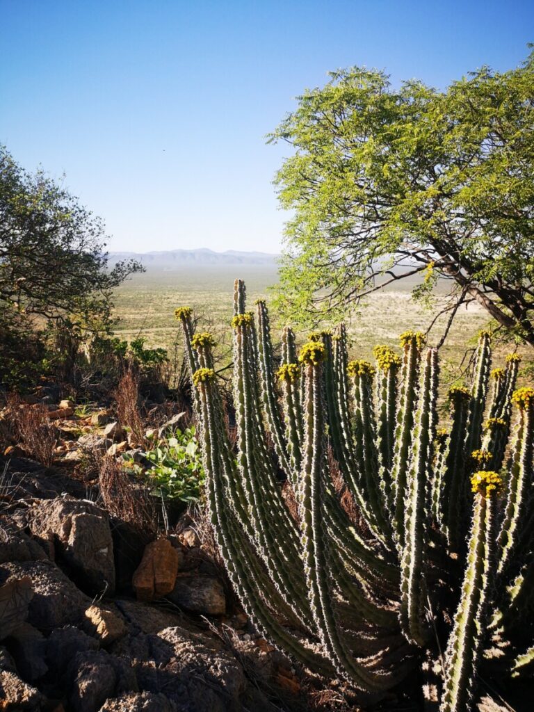 Damara Mopana Lodge