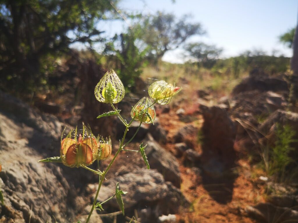 Damara Mopana Lodge