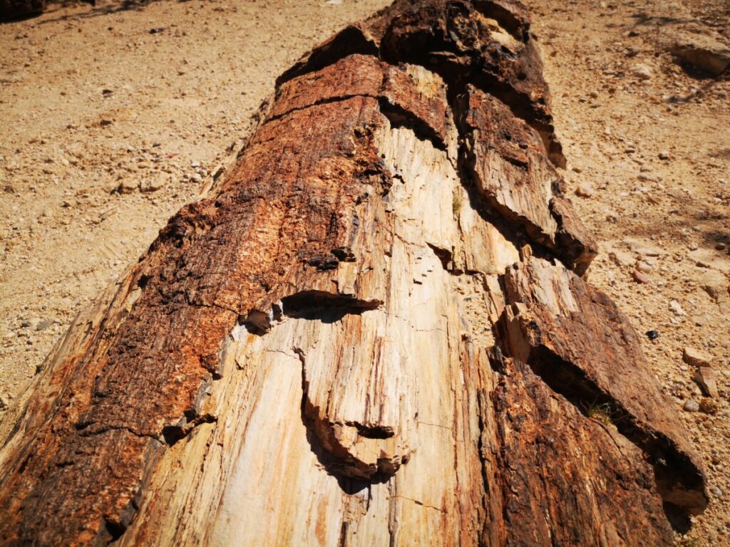 Petrified Forest/ Versteend bos - Bezoek Damaraland