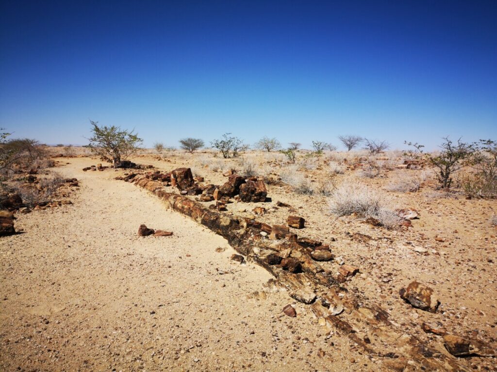 Petrified Forest - Visit Damaraland