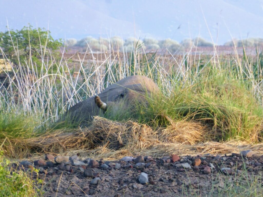 Jimbo de olifant bij Palmwag - Namibie