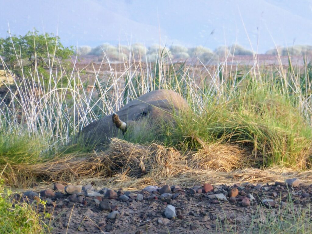 Jimbo the elephant at Palmwag - Namibia