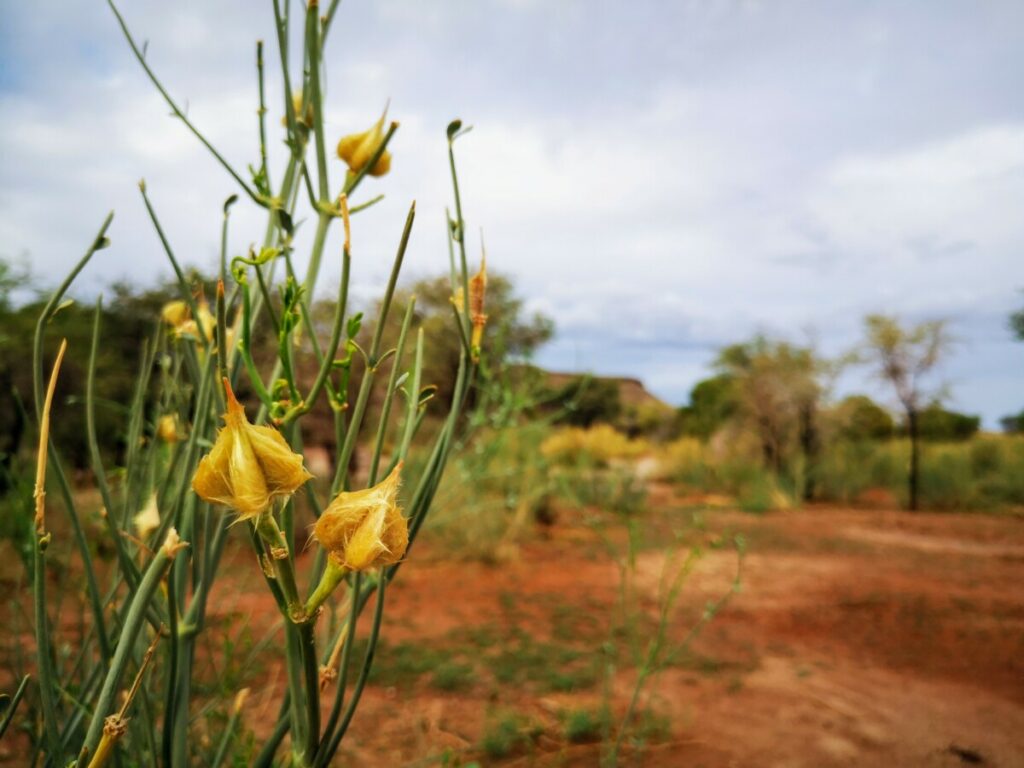 Natuur rondom Canyon Roadhouse - Namibie