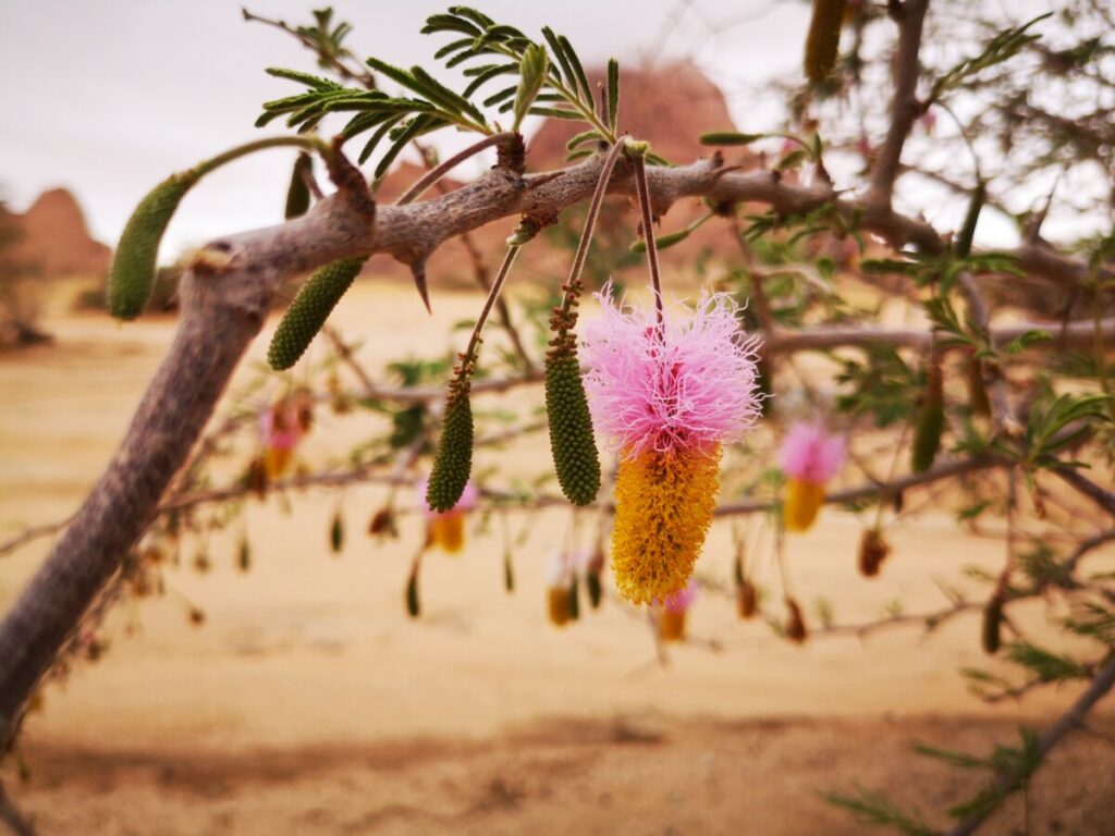 Natuur van Spitzkoppe