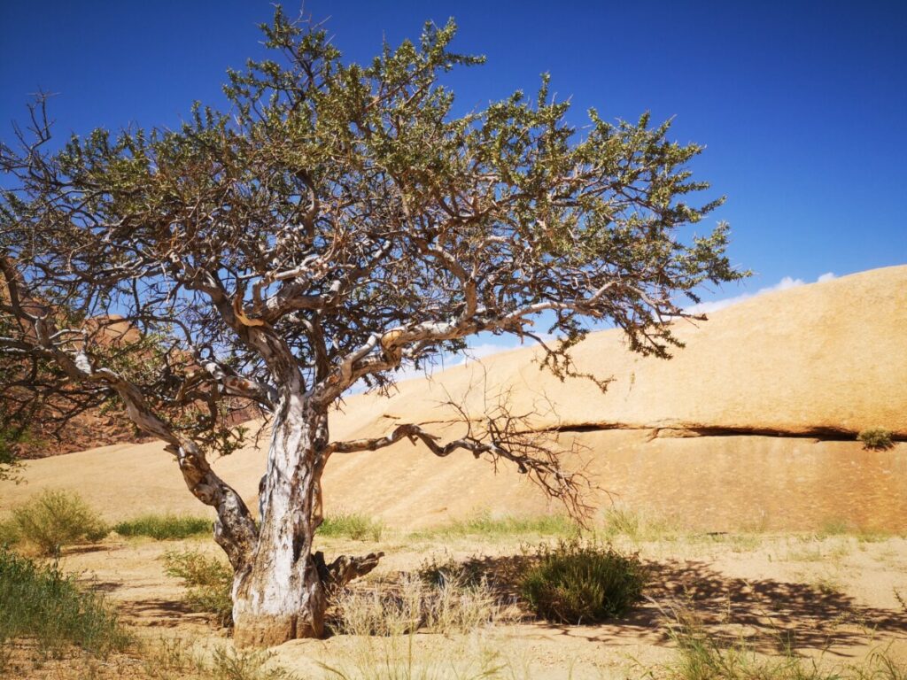 Driving the terrain during your visit to Spitzkoppe