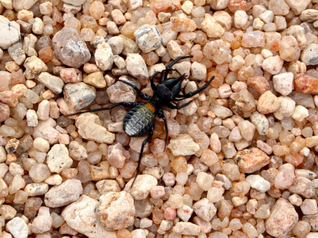 What a beautiful spider at Spitzkoppe