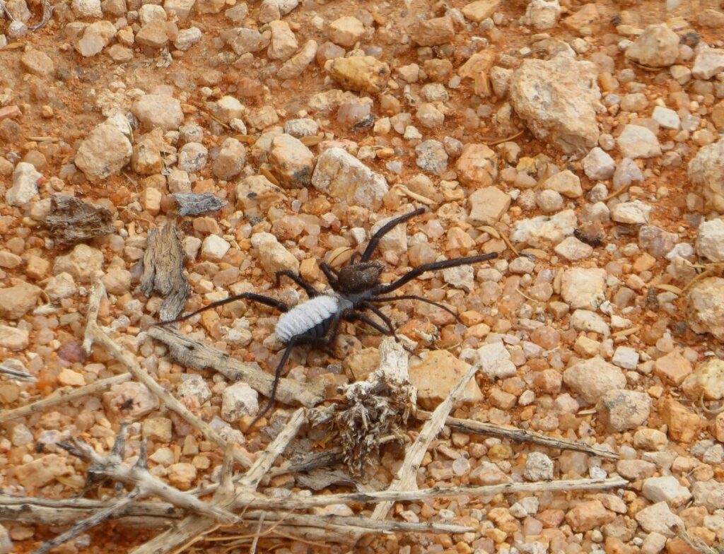 Grote spin bij Spitzkoppe - Namibie