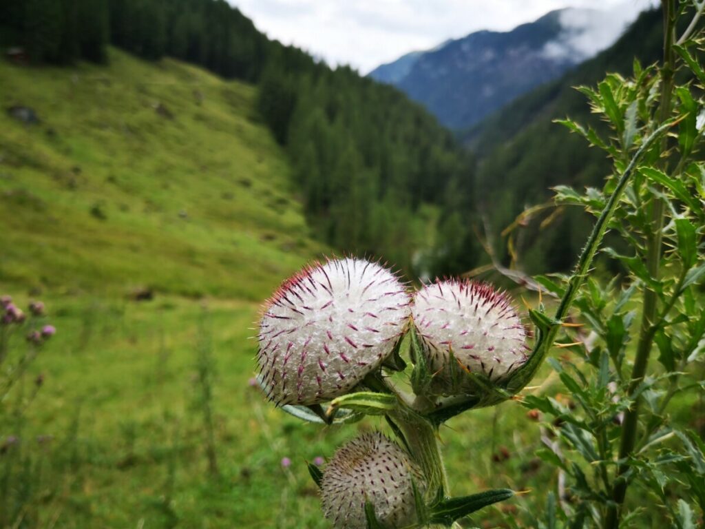 Etappe 1 Alpe Adria Trail in vogelvlucht