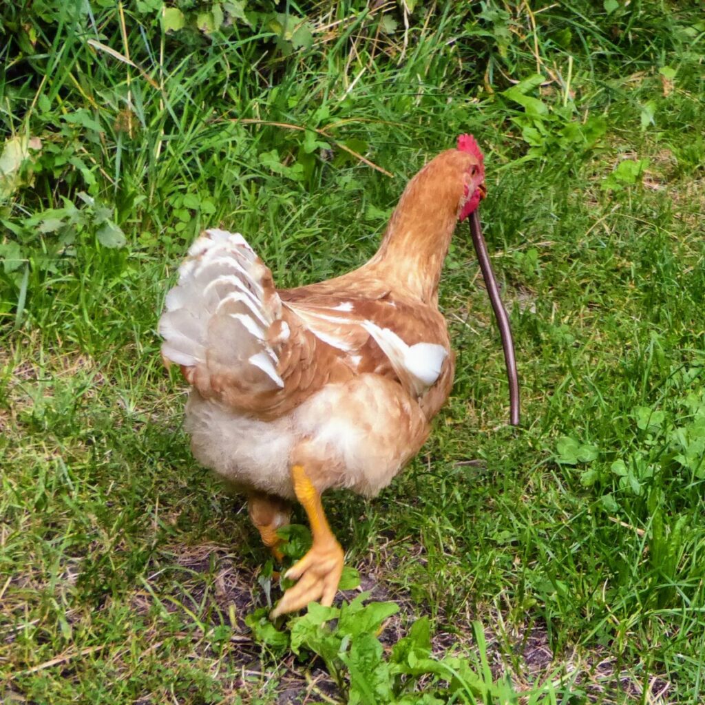 Chicken eating a Slow worm