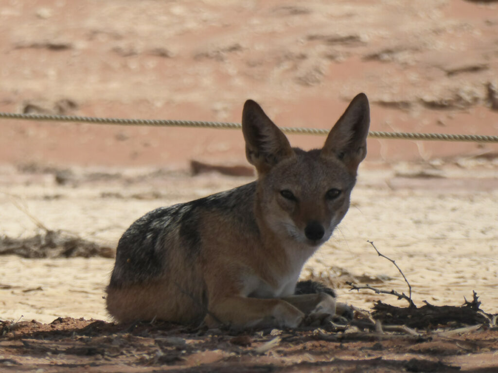 Jakhals in de Sossusvlei - Namibië