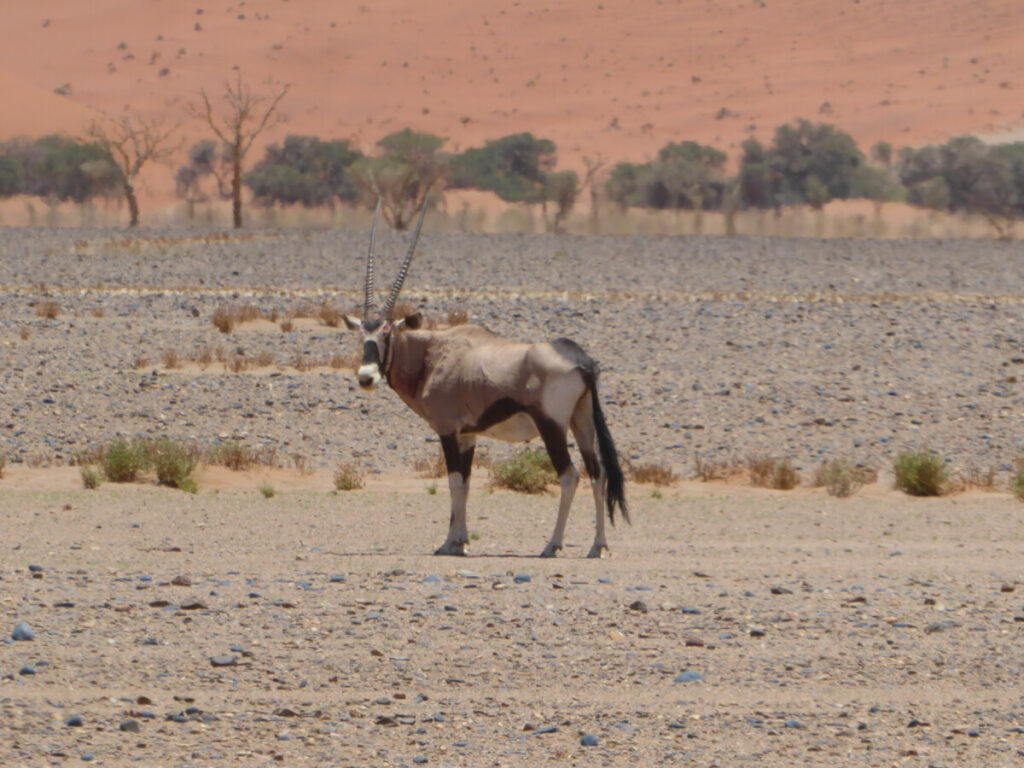 Oryx in de woestijn van Sesriem - Namibië