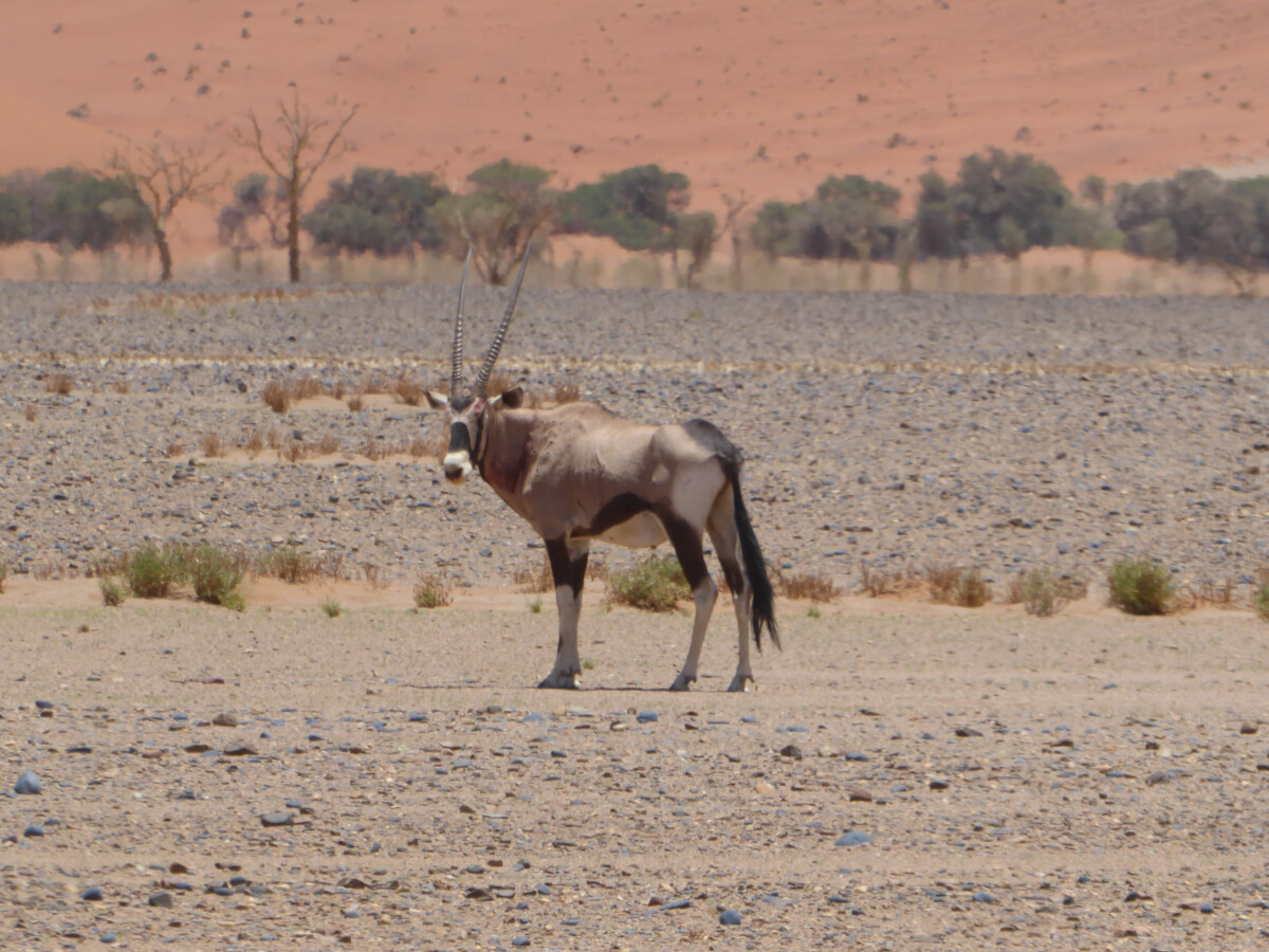 Oryx in de woestijn van Sesriem - Namibië