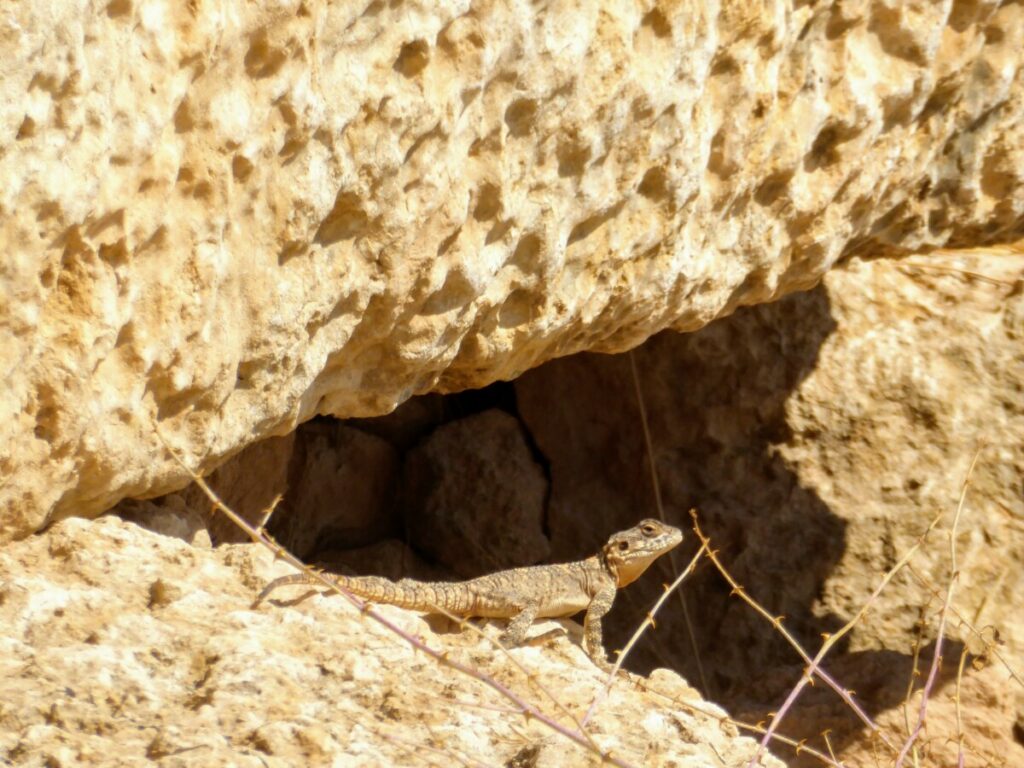 Leven in de dorre wereld van de ruïnes van Jerash 