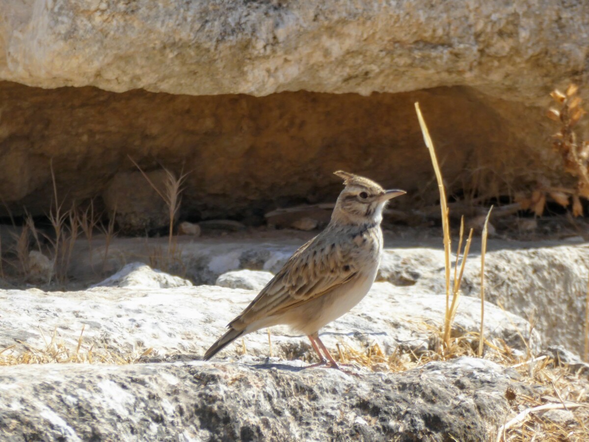 Leven in de dorre wereld van de ruïnes van Jerash
