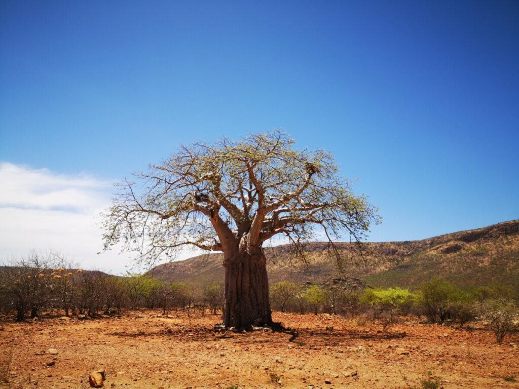 Op weg naar Epupa Falls kom ik deze baobab boom tegen - Zinvol Reizen