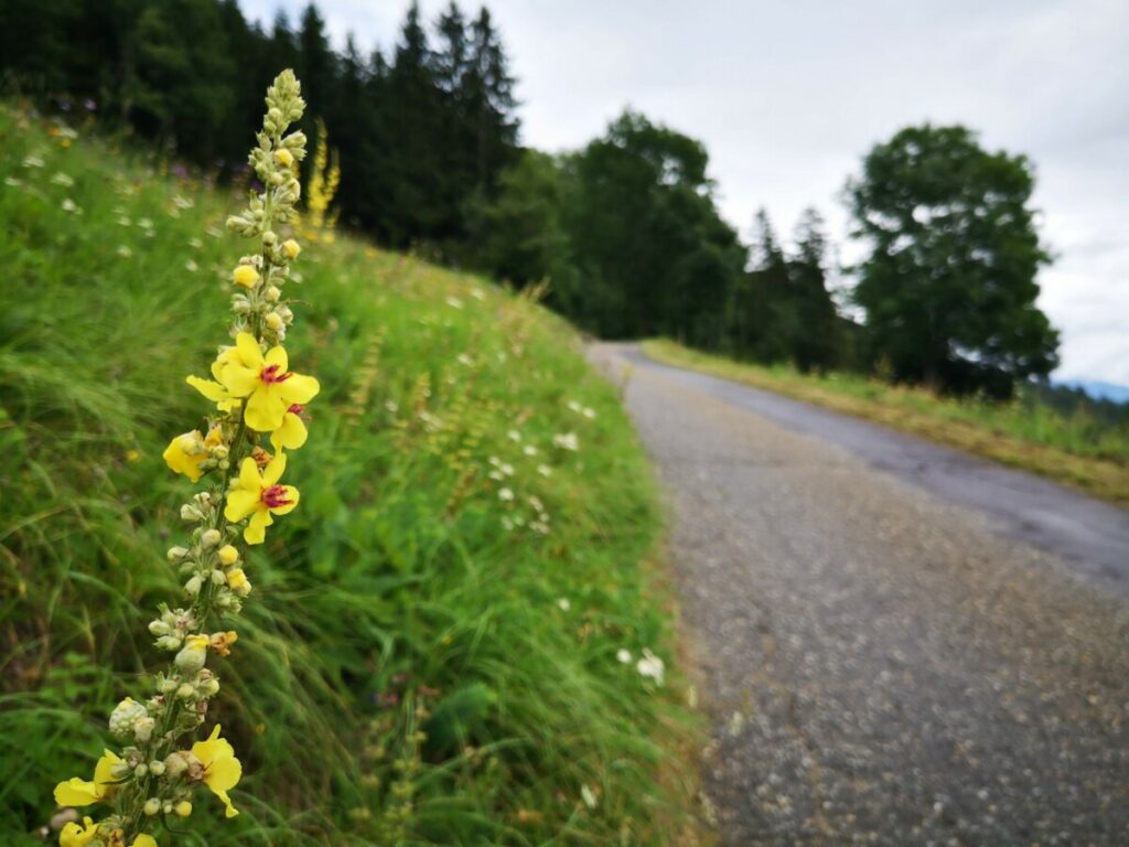 De Flora en Fauna op de Alpe Adria Trail 