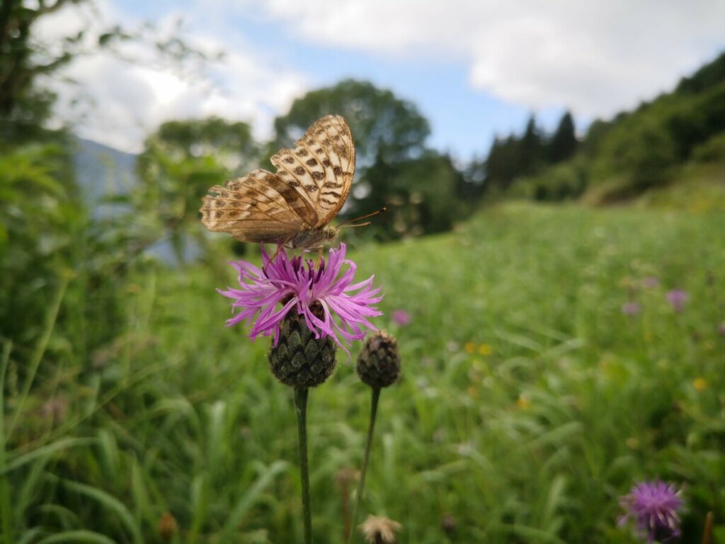 De Flora en Fauna op de Alpe Adria Trail 