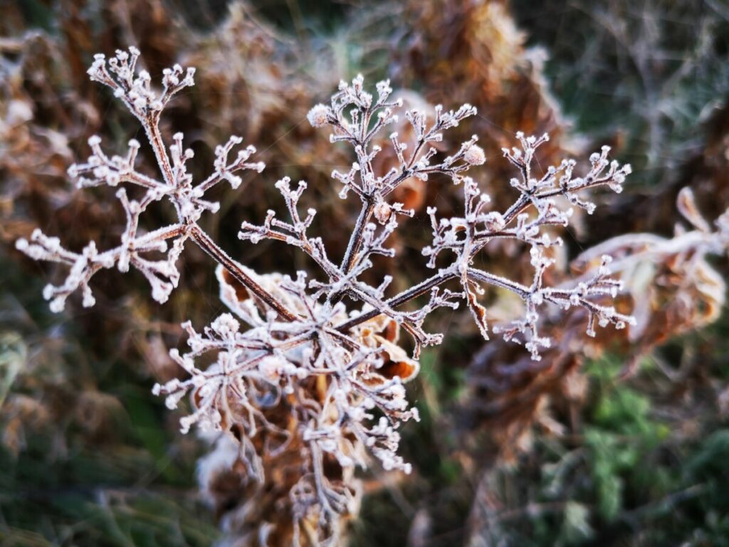 Winter op de Camino Frances - Spanje