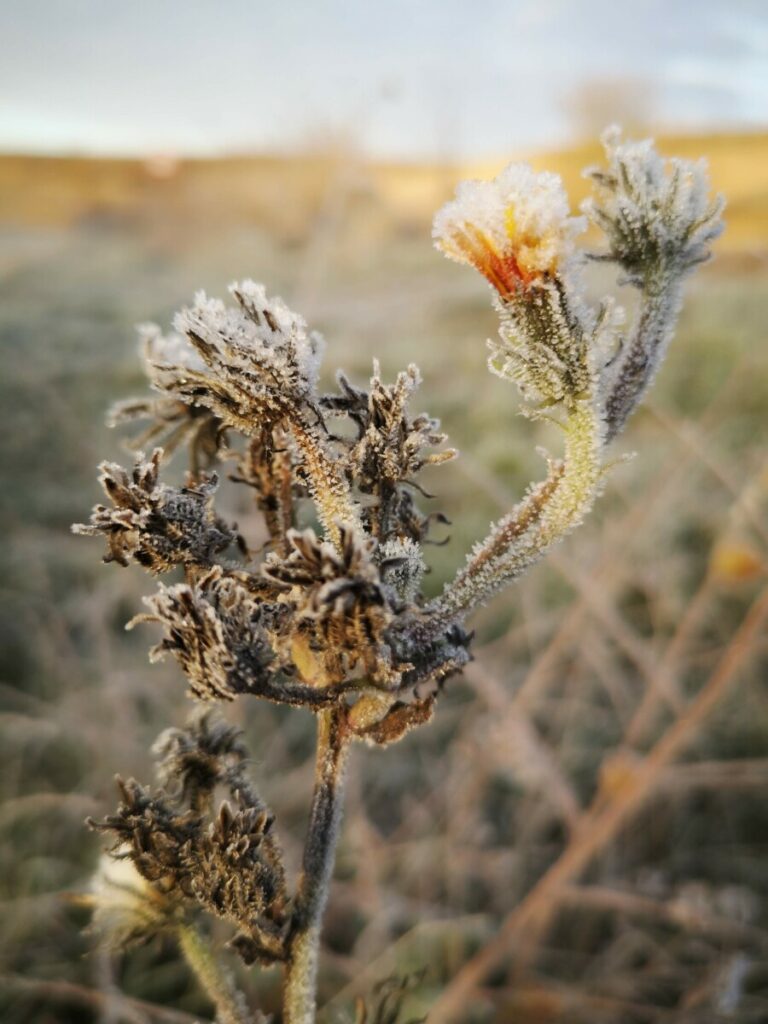 Winter op de Camino Frances - Spanje