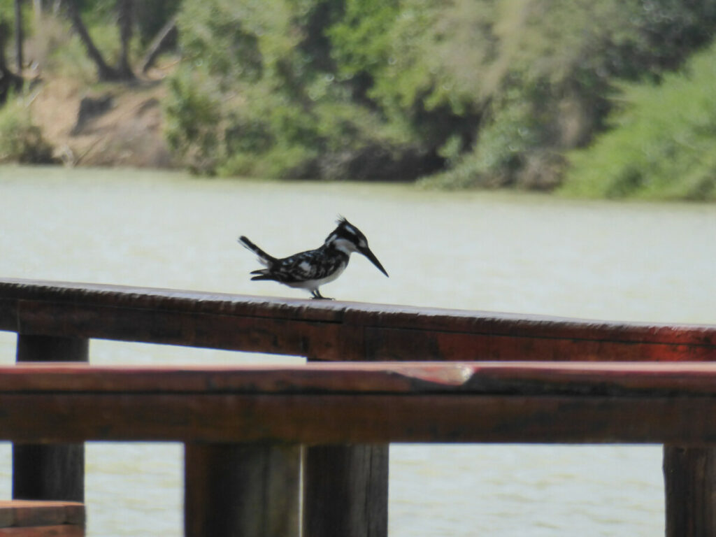 Bonte ijsvogel op het terras bij Ruacana