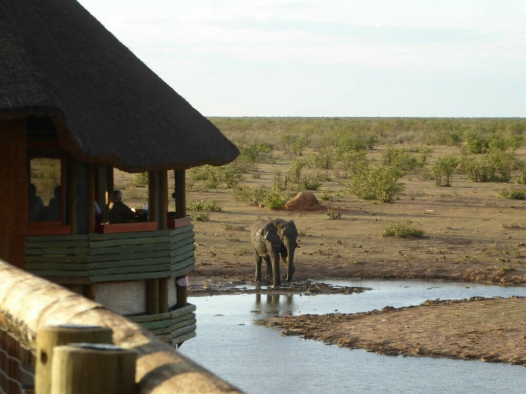 Elephant at Olifantsrus - Namibia