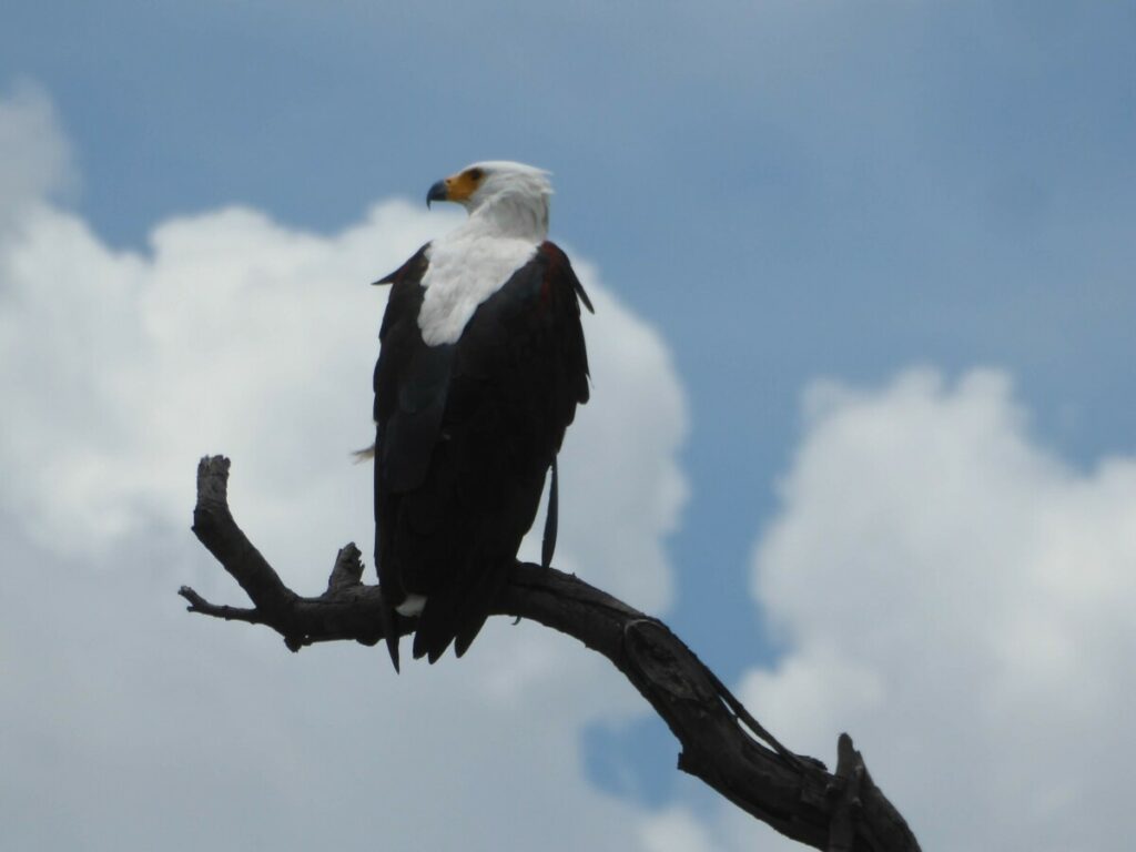 Grote roofvogel hoog in de boom - Makgadigadi NP Botswana