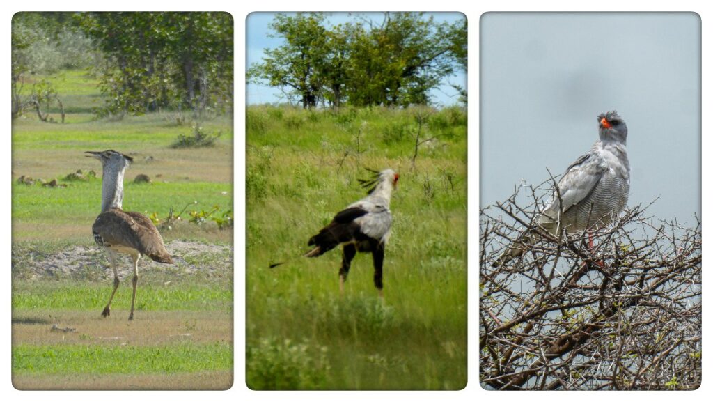 vogels in Etosha