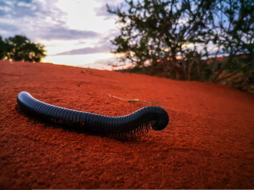 Ervaar de Kalahari samen met de San - Namibië en Botswana