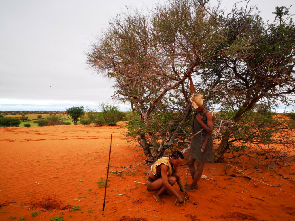 Ervaar de Kalahari samen met de San - Namibië en Botswana