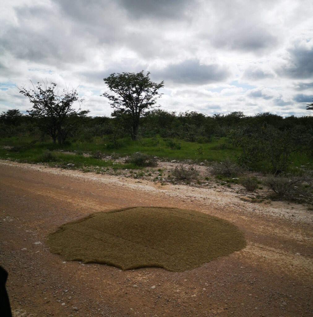 Het bewijs dat er olifanten zijn.... Safari in Etosha NP