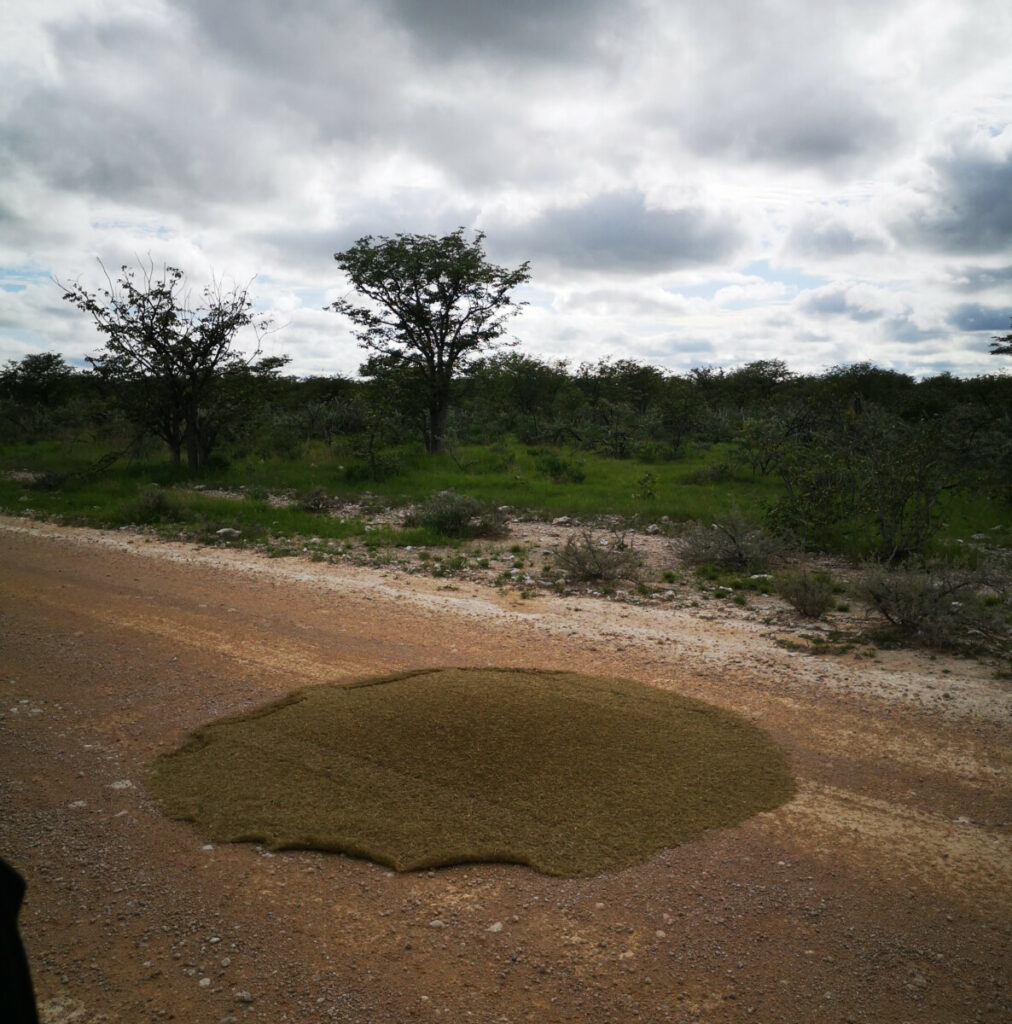 Proof that there are elephants....and dung beetles - Safari in Etosha NP