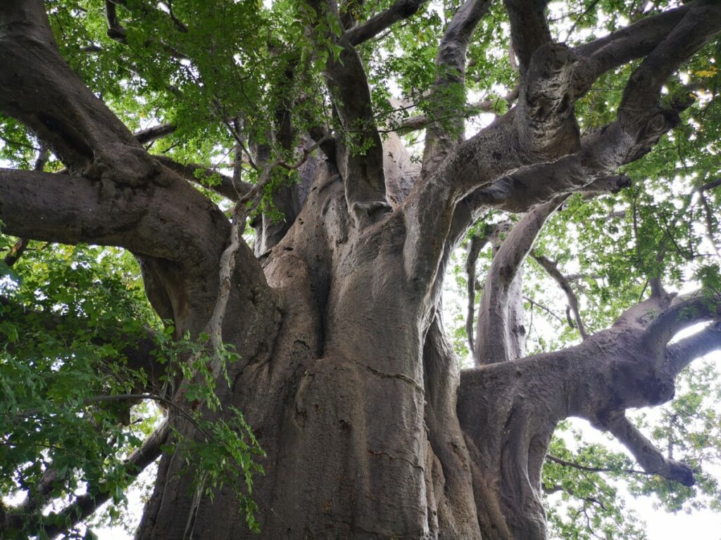 Een van de eeuwenoude Baobab bomen in Botswana