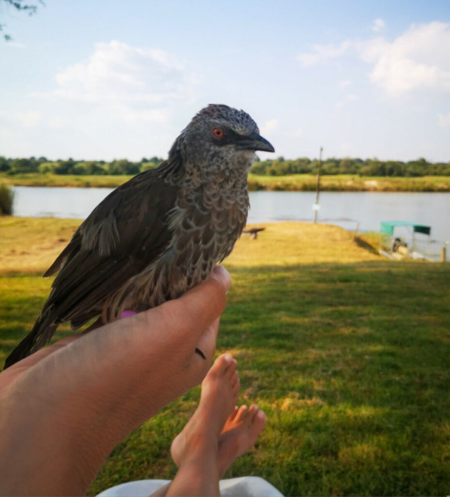 Tamme vogel bij Kaisosi River Camp