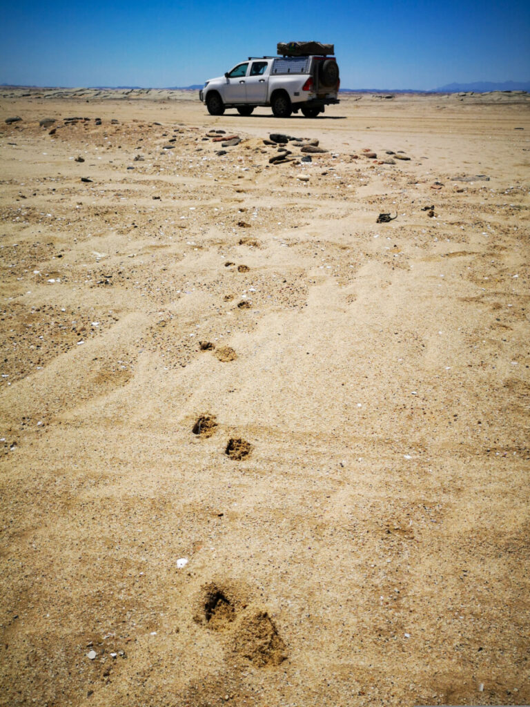 Pootafdrukken aan de Skeleton Coast - Namibië