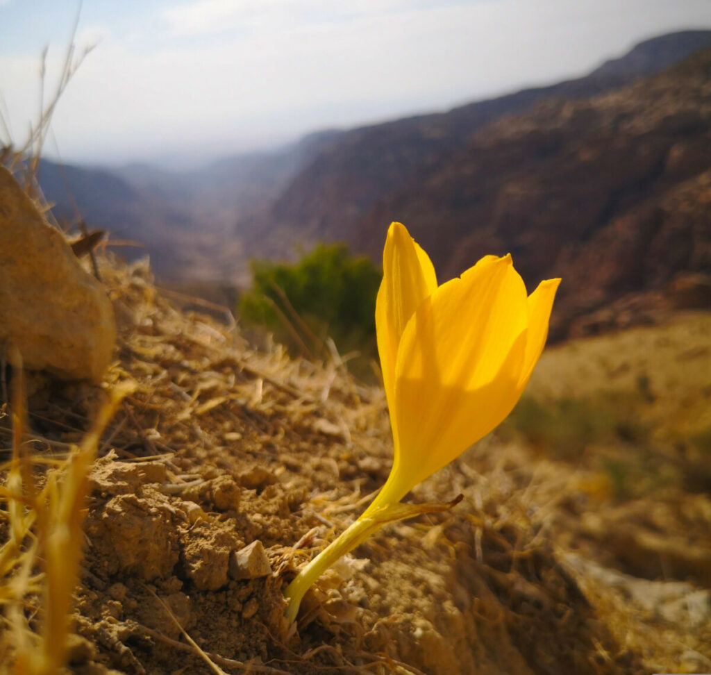 Wandelen rondom het dorp Dana - Jordanië 