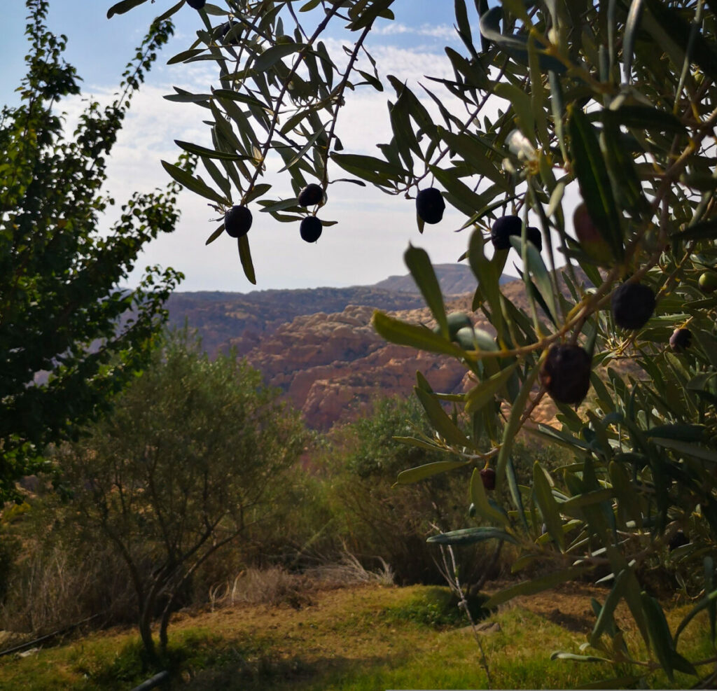 Wandelen rondom het dorp Dana - Jordanië 