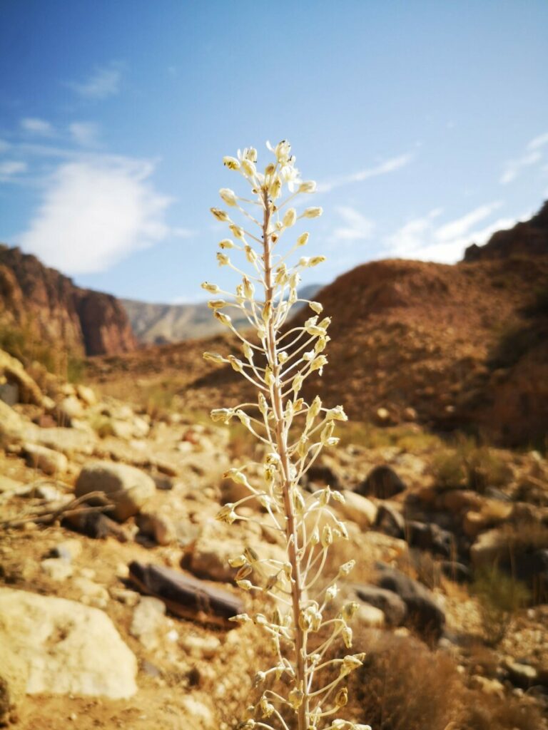 Wandelen in Dana Bioshpere Reserve - Jordanië