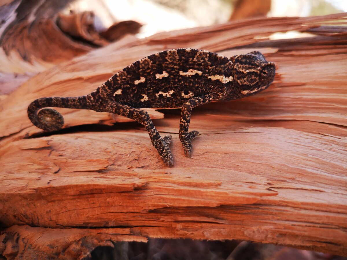 Shaq Al Reesh Trail - Dana, Jordanië Shaq Al Reesh Trail - Dana, Jordanië